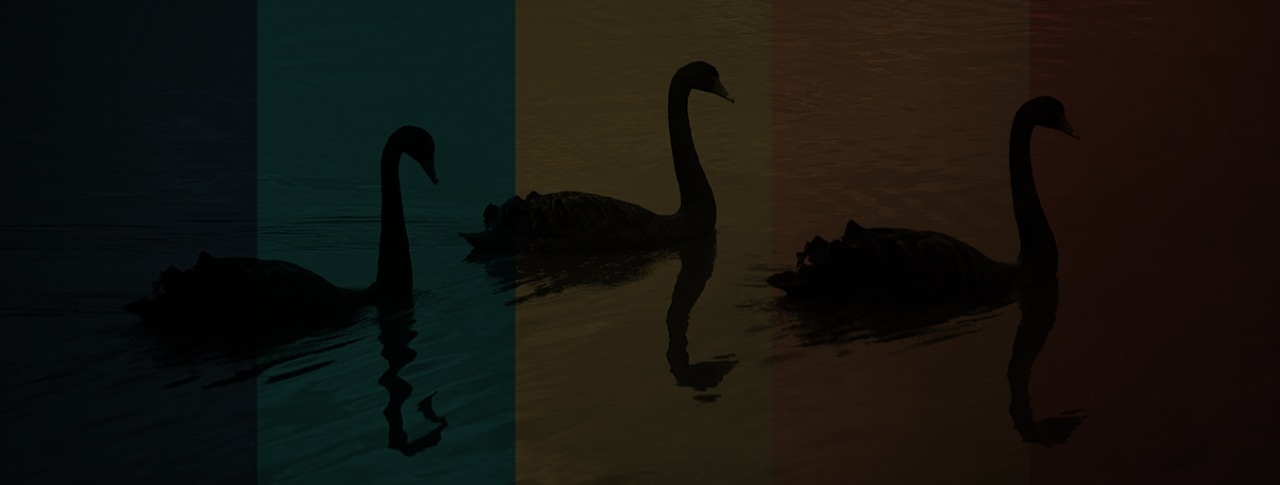 Understanding The Black Swans Of Leadership Image